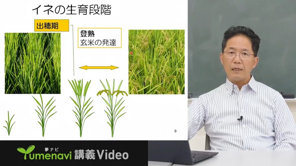 夢ナビ講義動画「イネの収量向上を目指す　－高品質米生産に生かす」