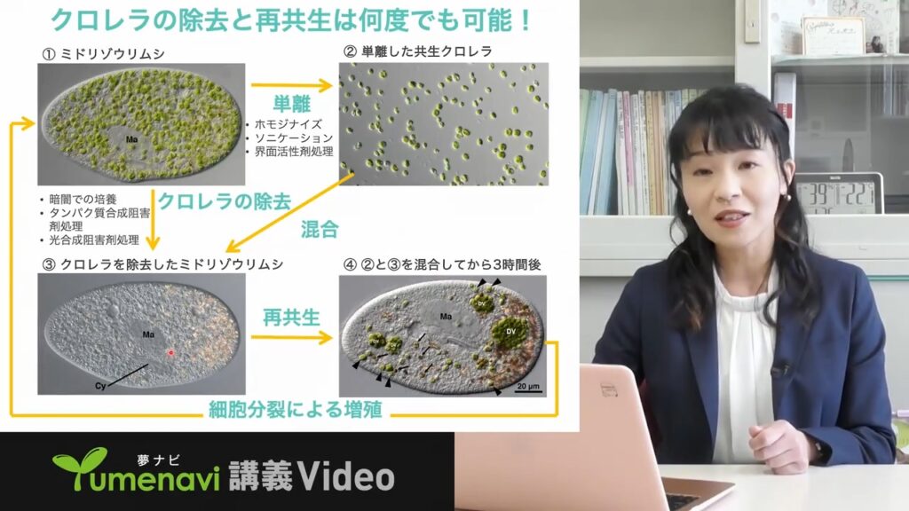夢ナビ講義動画「ミドリゾウリムシを使って探る真核細胞誕生と進化の謎」