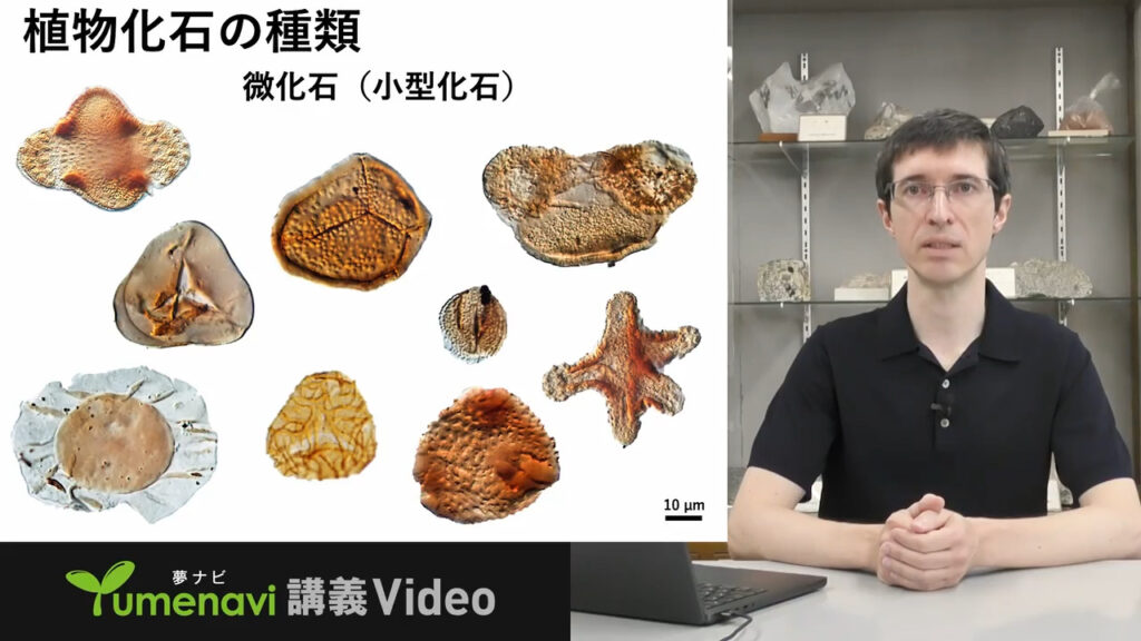 夢ナビ講義動画「花粉化石から植物の進化史を探る」