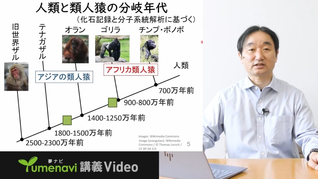 夢ナビ講義動画「人類の進化と解剖生理学」