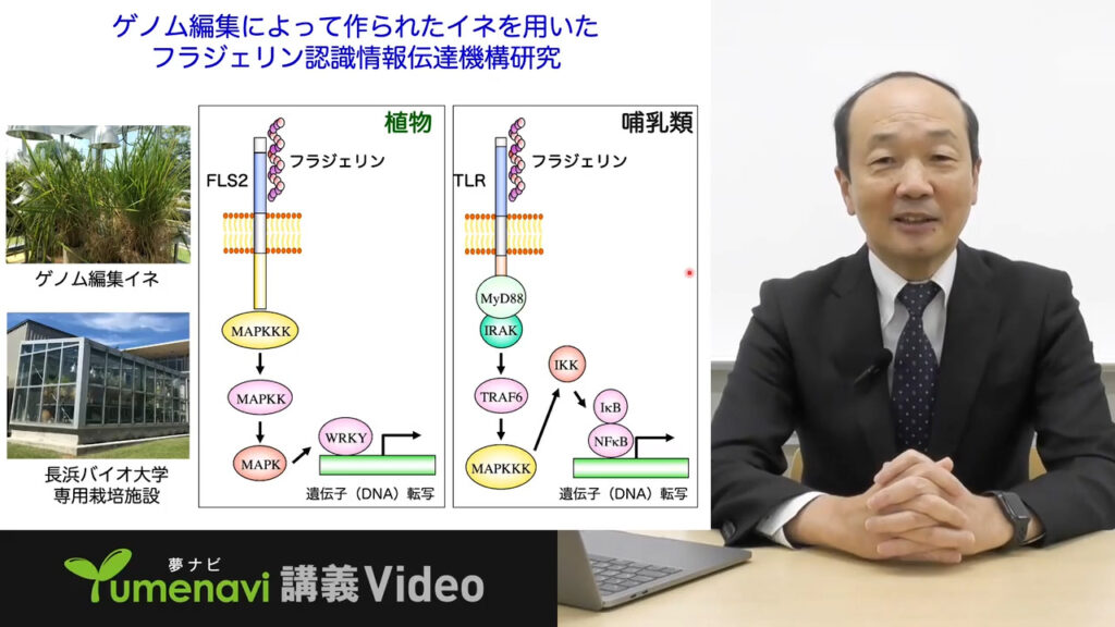夢ナビ講義動画「植物は世界を救う! ~植物バイオサイエンスの挑戦~」