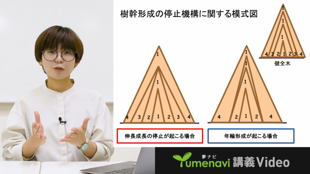 夢ナビ講義動画「樹木はどうやって生きている? ~木の形の科学~」