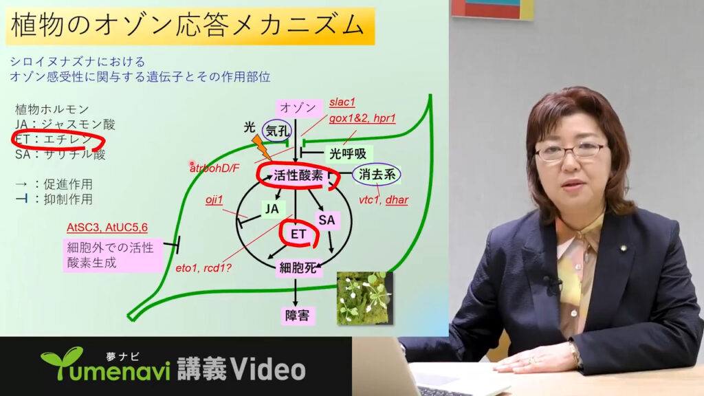 夢ナビ講義動画「アサガオで知る大気汚染『見えない』が『見える』仕組み」