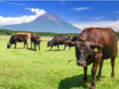 東京農業大学の富士農場見学ツアー