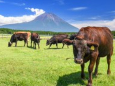 東京農業大学 農学部の富士農場見学ツアー